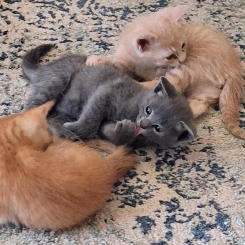 A baby small-sized male Buff / Tan / Fawn Domestic Short Hair cat named That Friday Feeling for adoption in Boerne, TX