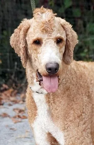 An adult large-sized male Standard Poodle dog named Bubba for adoption in Cincinnati, OH