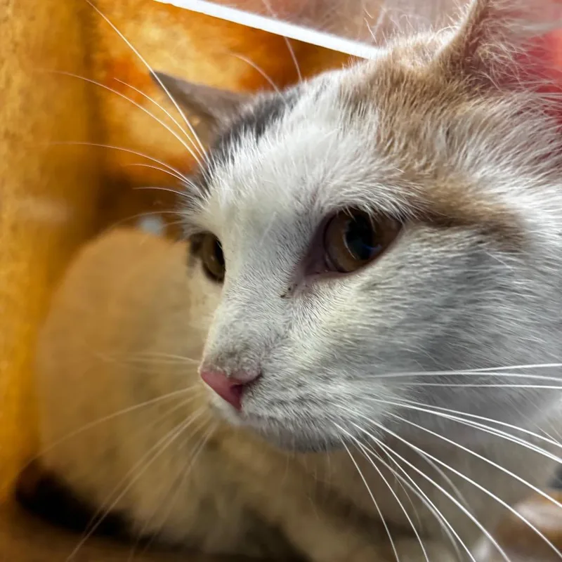 An adult small-sized female Calico Domestic Short Hair cat named Persimmon for adoption in Philadelphia, PA