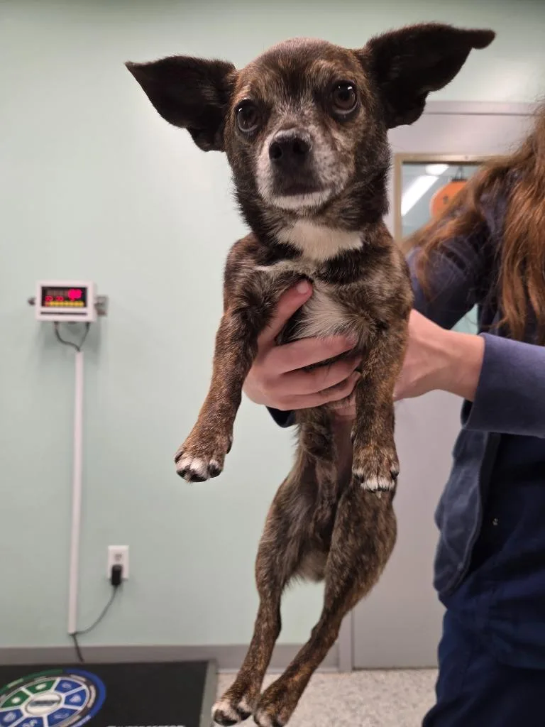 An adult small-sized male Chihuahua dog named Pee Wee for adoption in Athens, TN