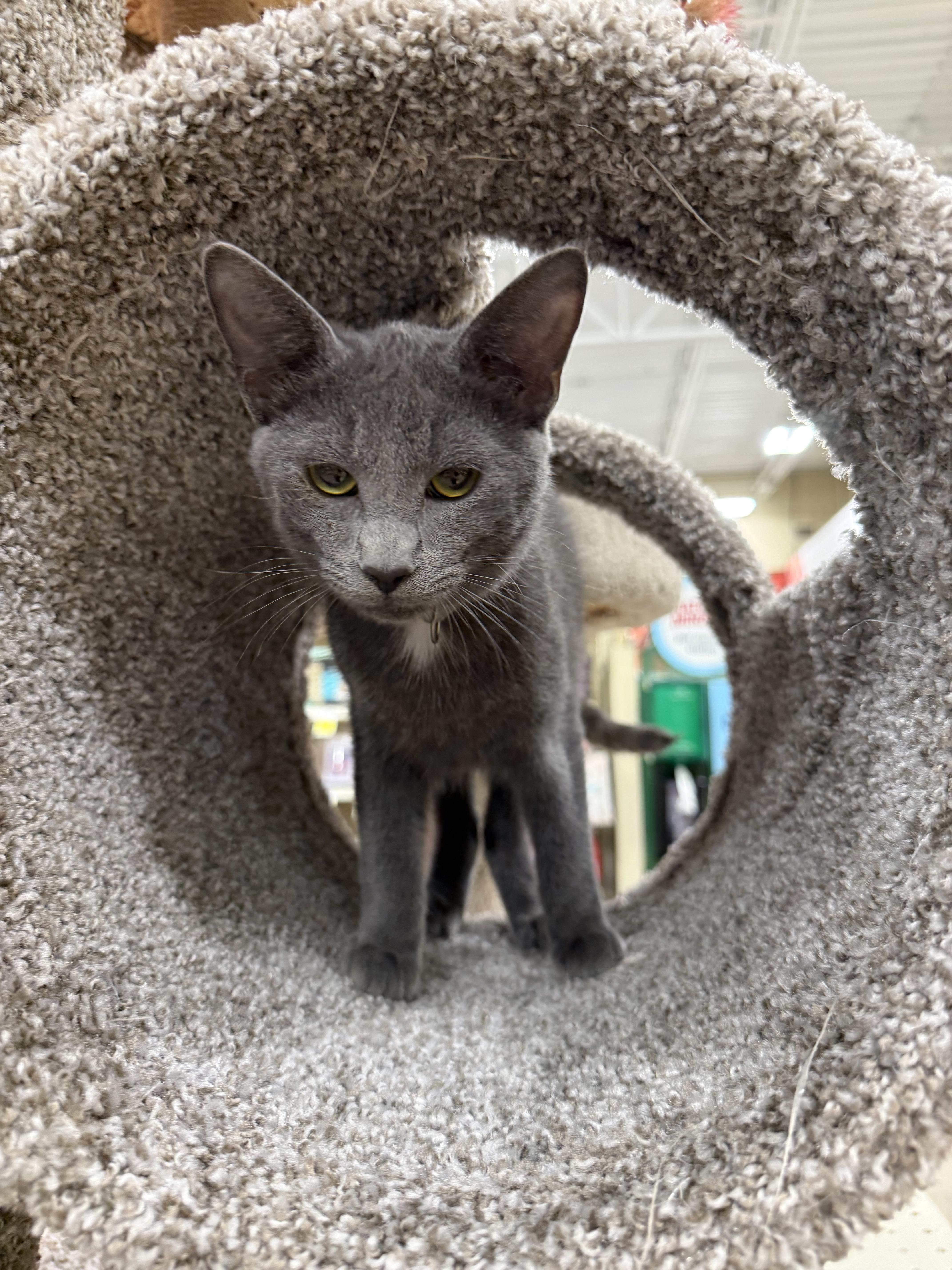 A young medium-sized male Gray / Blue / Silver Russian Blue cat named Gravy for adoption in New Port Richey, FL
