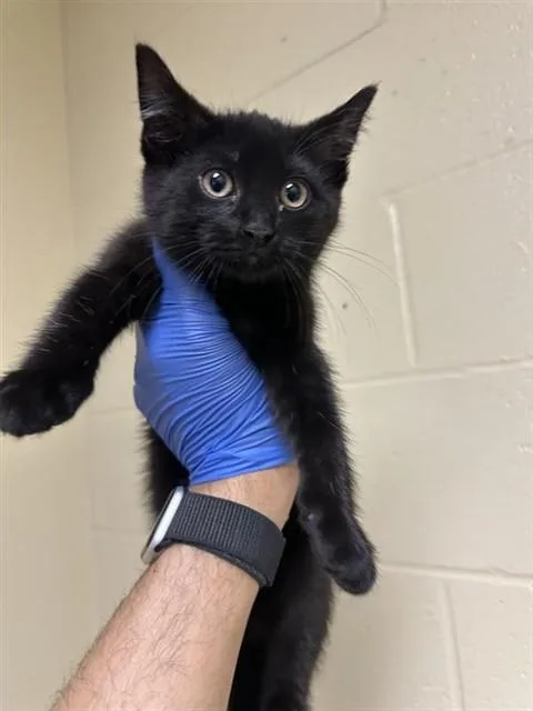 A baby small-sized female Domestic Short Hair cat named Leslie for adoption in Sacramento, CA
