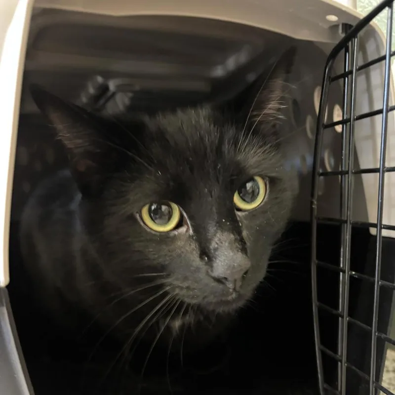 An adult large-sized male Black Domestic Short Hair cat named Zeus for adoption in Fairport, NY