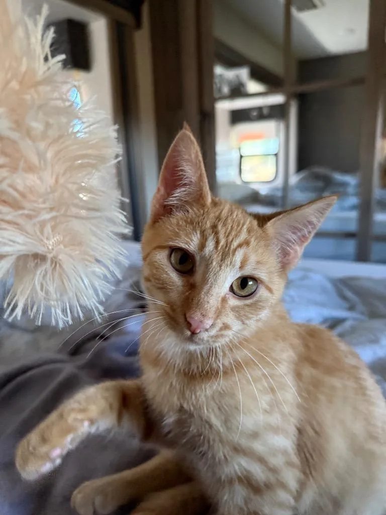 Clementine thumbnail 2