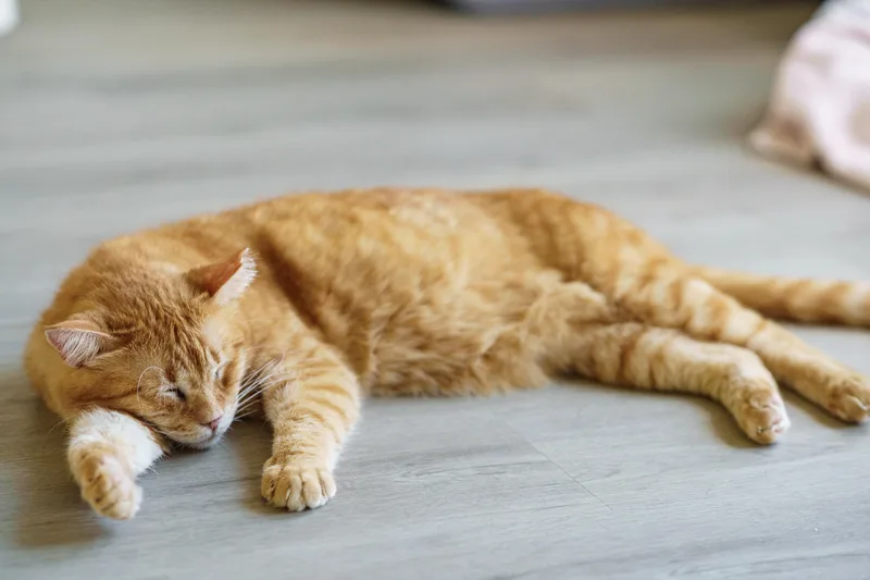 An adult large-sized male Tabby (Orange / Red) American Shorthair cat named Lieutenant Dan for adoption in LAMPASAS, TX