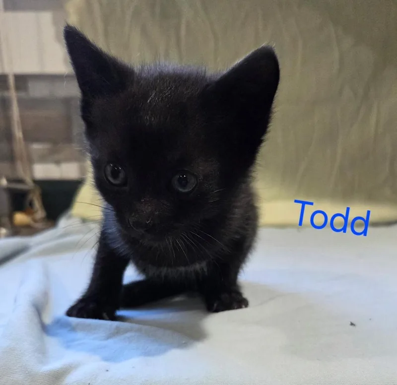 A baby medium-sized male Domestic Medium Hair cat named Todd for adoption in Florence, SC