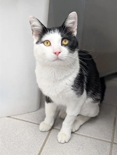 A young medium-sized male Domestic Short Hair cat named Kitkat for adoption in Canfield, OH