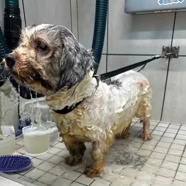 A senior small-sized female White / Cream Terrier dog named Pinky Vicky for adoption in Long Island City, NY