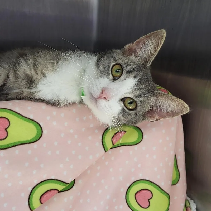 A baby medium-sized female Gray / Blue / Silver Domestic Short Hair cat named Concrete for adoption in Fort Wayne, IN