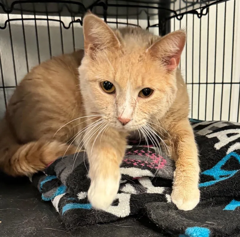 An adult medium-sized male Domestic Short Hair cat named Ruffie for adoption in Saginaw, MI