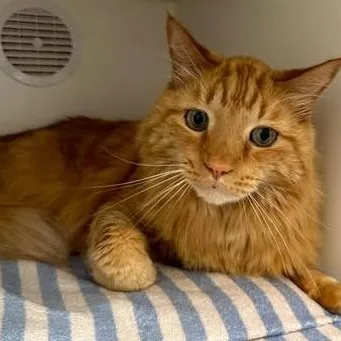 An adult medium-sized male Domestic Medium Hair cat named Springsteen for adoption in Chino valley, AZ