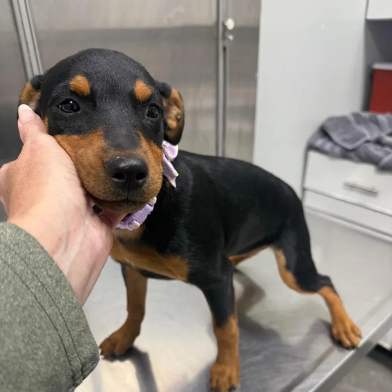 A baby small-sized female Rat Terrier dog named Kloe for adoption in Normal, IL