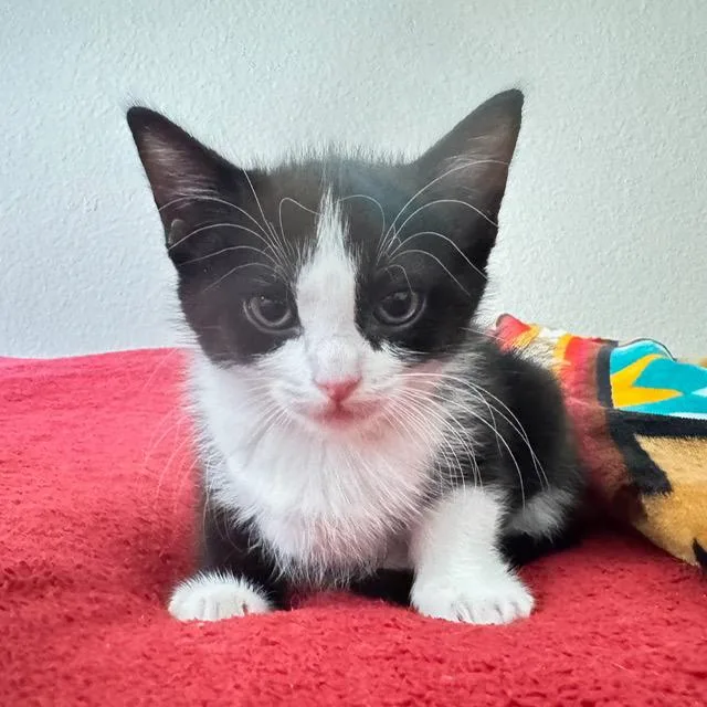 A baby small-sized female Domestic Short Hair cat named Eowyn for adoption in Santa Fe, NM