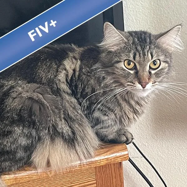 An adult medium-sized female Domestic Medium Hair cat named Morty for adoption in Des Moines, IA