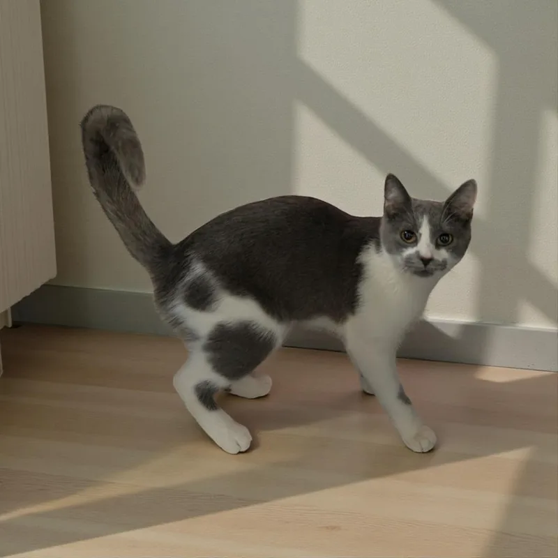 Scrappy Md thumbnail 3