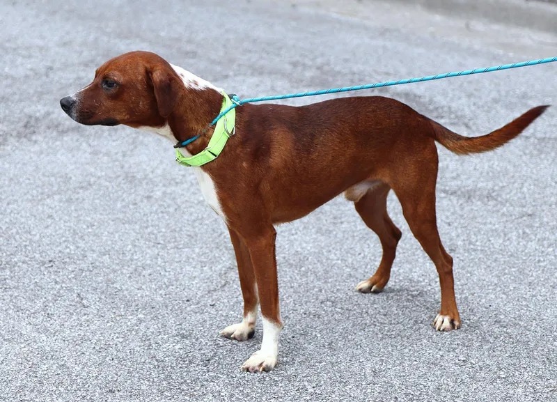 A young medium-sized male Red / Chestnut / Orange Terrier dog named Eggies for adoption in Kansas City, KS