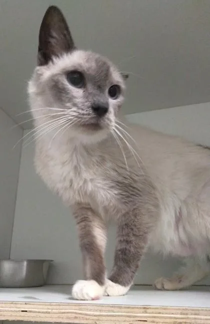 A senior small-sized male Siamese cat named Lex Luthor for adoption in Palm Coast, FL
