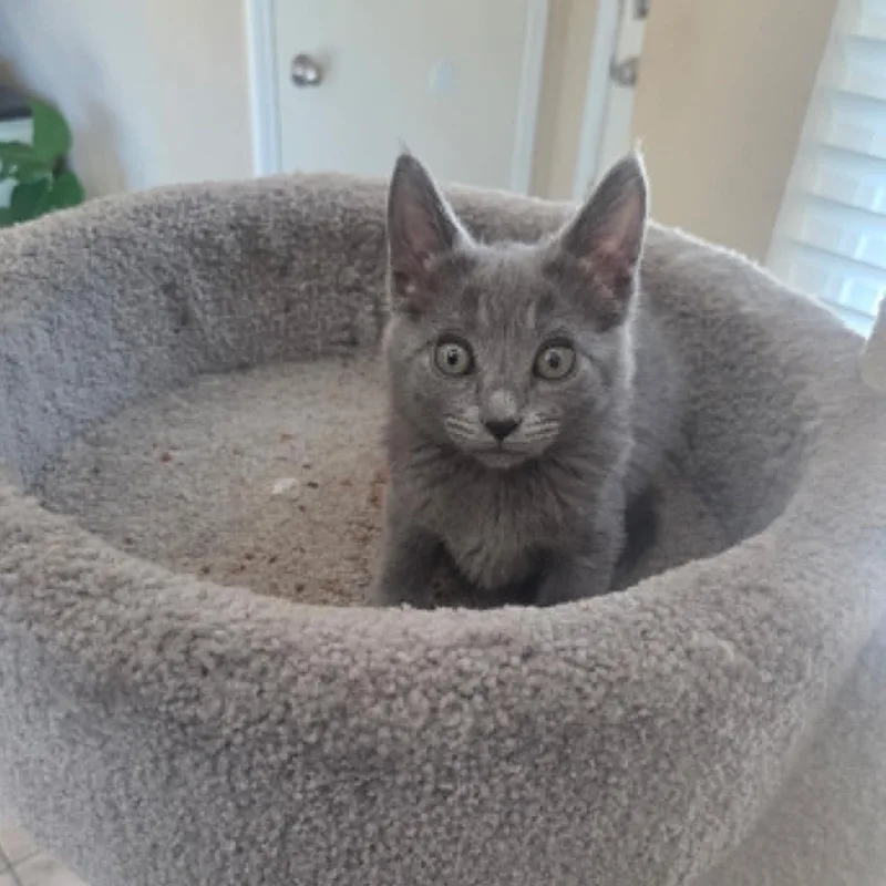 A baby small-sized female Gray / Blue / Silver Domestic Short Hair cat named Foxy for adoption in Antioch, CA