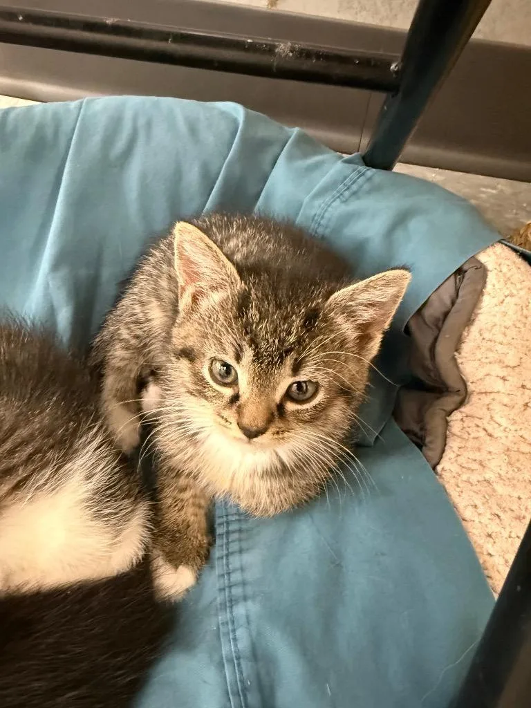 A baby small-sized female Domestic Short Hair cat named Stars for adoption in Syracuse, IN
