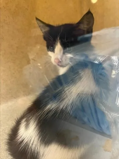 Catticus Finch