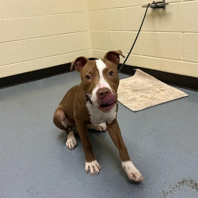 A young medium-sized male Pit Bull Terrier dog named Tokyo for adoption in Denver, CO