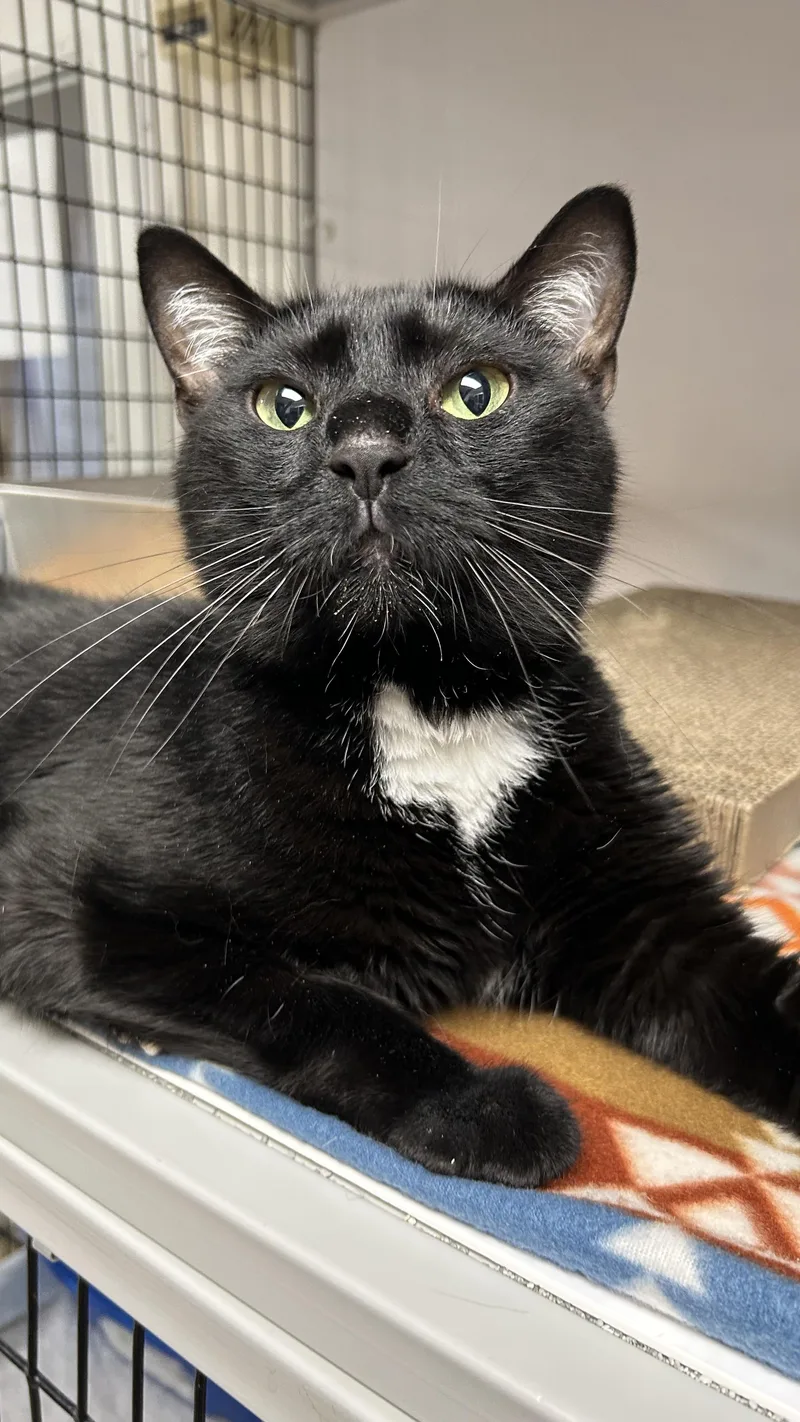 An adult medium-sized male Black Domestic Short Hair cat named Vader for adoption in White Oak, PA