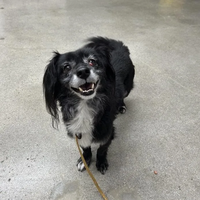 A senior small-sized male Spaniel dog named Kaiser for adoption in Long Beach, CA