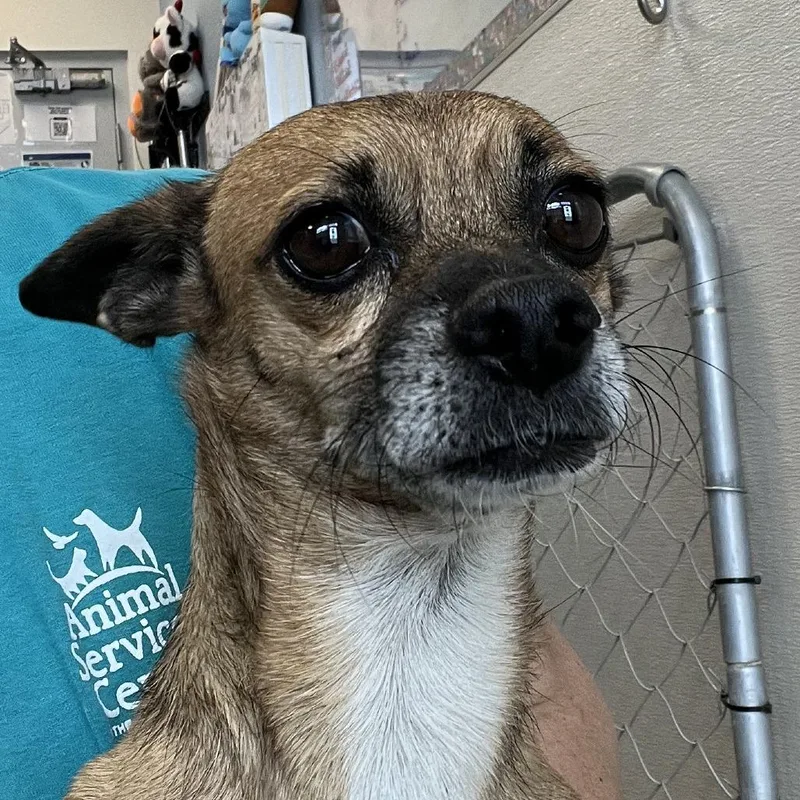 An adult small-sized male Yellow / Tan / Blond / Fawn Mixed Breed dog named 112139 for adoption in Las Cruces, NM