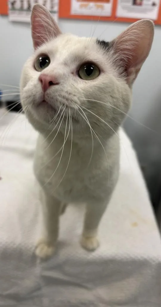A young medium-sized male Domestic Short Hair cat named Oatmilk for adoption in Saint Paul, MN