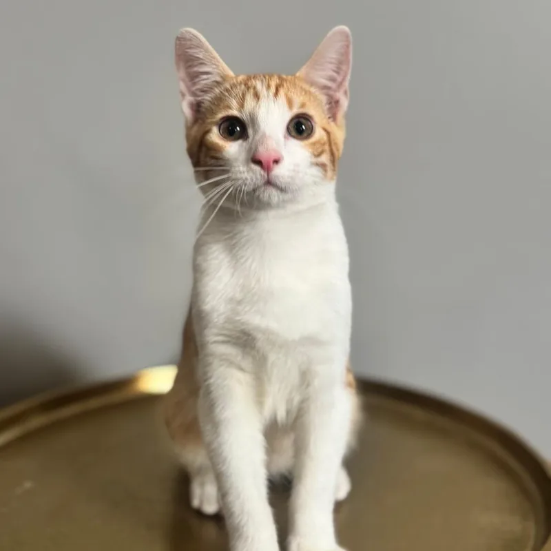 A baby small-sized male Orange / Red Domestic Short Hair cat named Rowboat for adoption in Brownsboro, AL