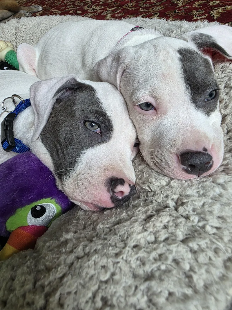 A baby medium-sized female White / Cream Pit Bull Terrier dog named Vienna for adoption in Grafton, MA