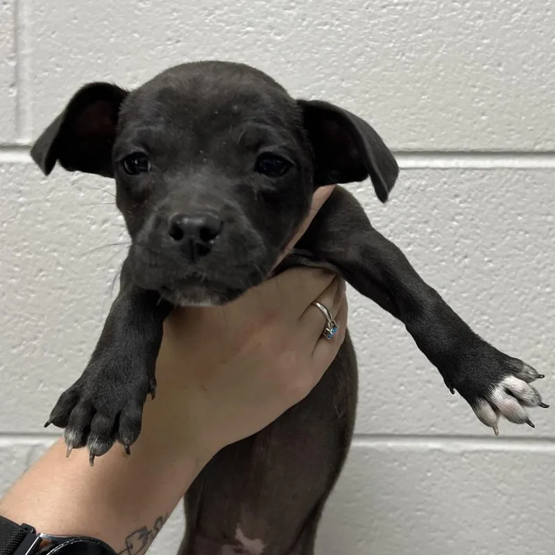 A baby small-sized female Black Mixed Breed dog named Samoa for adoption in Lufkin, TX