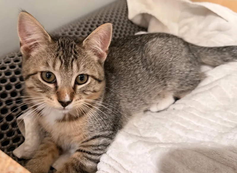 A baby medium-sized female Tabby (Brown / Chocolate) Domestic Short Hair cat named Penny for adoption in Clayton, NJ