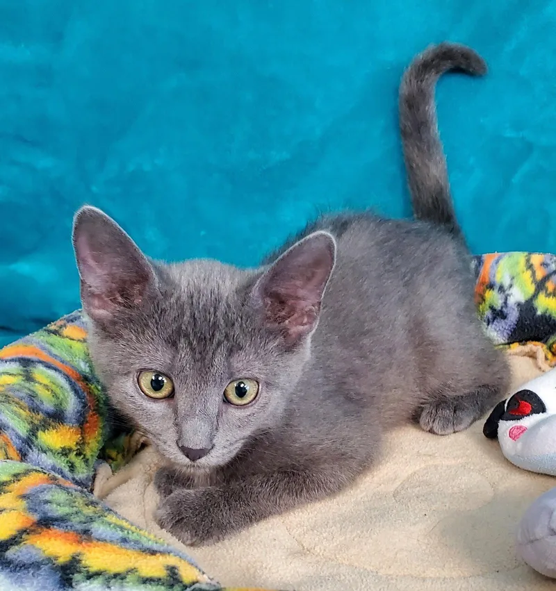 A baby medium-sized female Gray / Blue / Silver Domestic Short Hair cat named Zelda for adoption in Greenville, IL