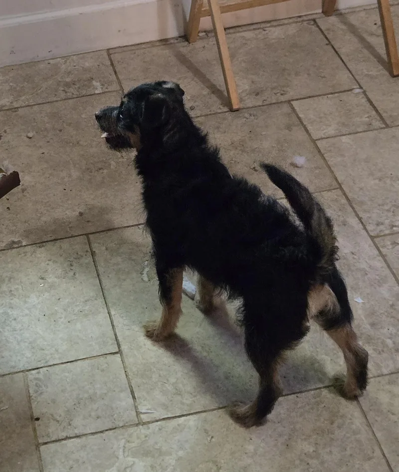 A baby small-sized male Black Mixed Breed dog named Choo Choo for adoption in Suffolk, VA