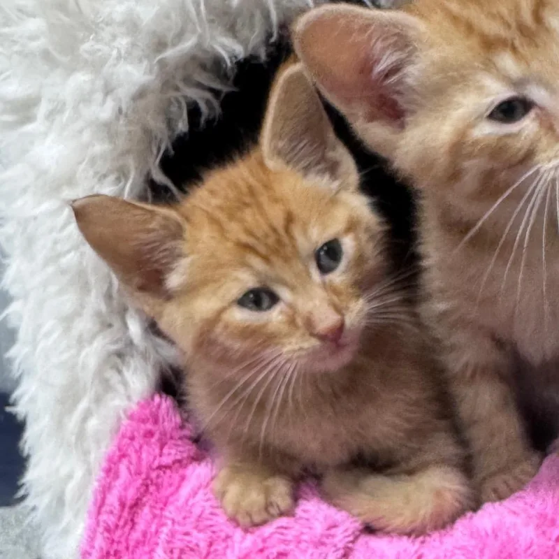 A baby small-sized male Orange / Red Domestic Short Hair cat named River for adoption in Pinson, TN