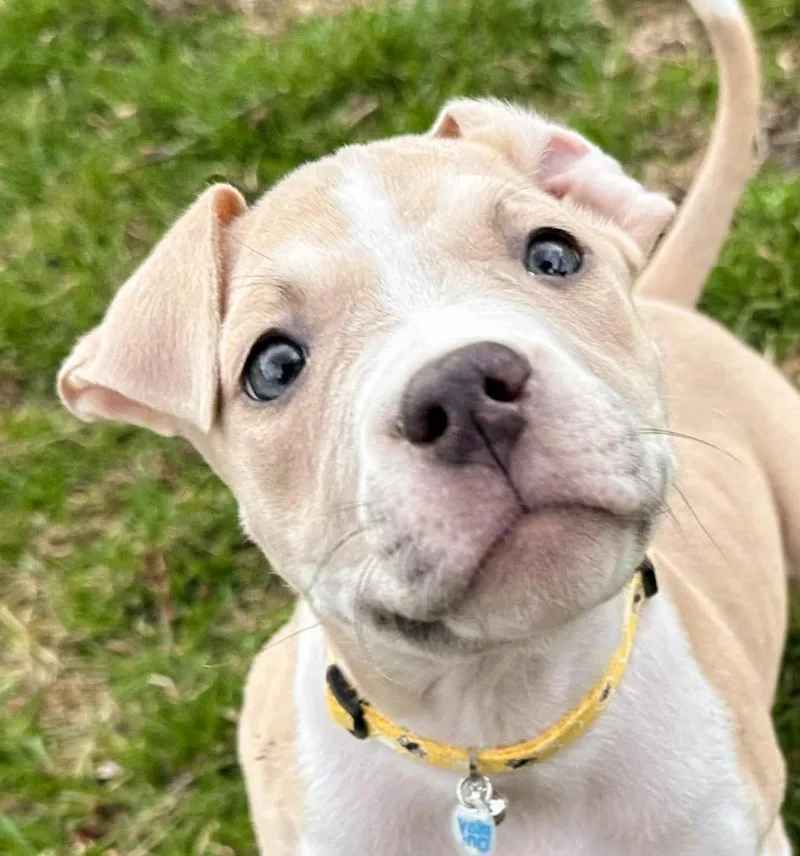 Ducky Needs A Forever