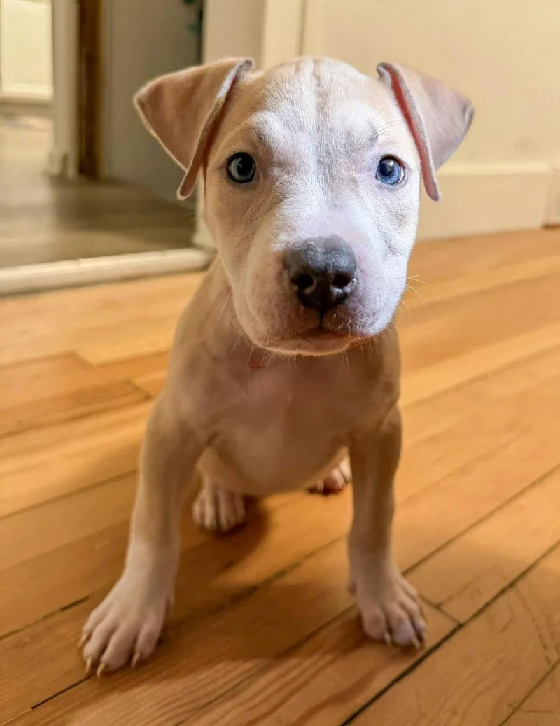 Ducky Needs A Forever thumbnail 2