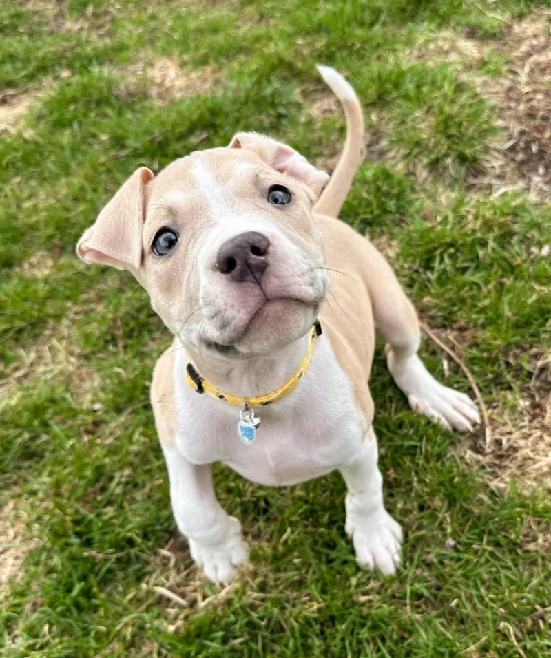 Ducky Needs A Forever thumbnail 3