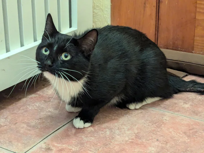 An adult medium-sized male Black & White / Tuxedo Tuxedo cat named Chico ! for adoption in New York, NY