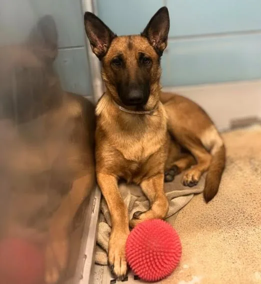 A young medium-sized female Belgian Shepherd / Malinois dog named Mimi for adoption in Houston, TX