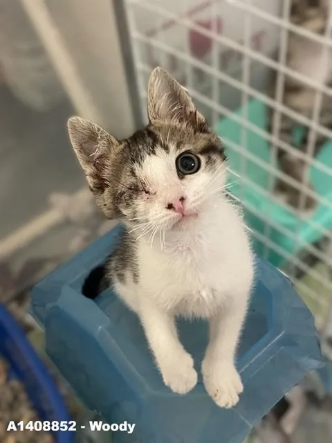 A baby small-sized male Domestic Short Hair cat named Woody for adoption in San Jose, CA