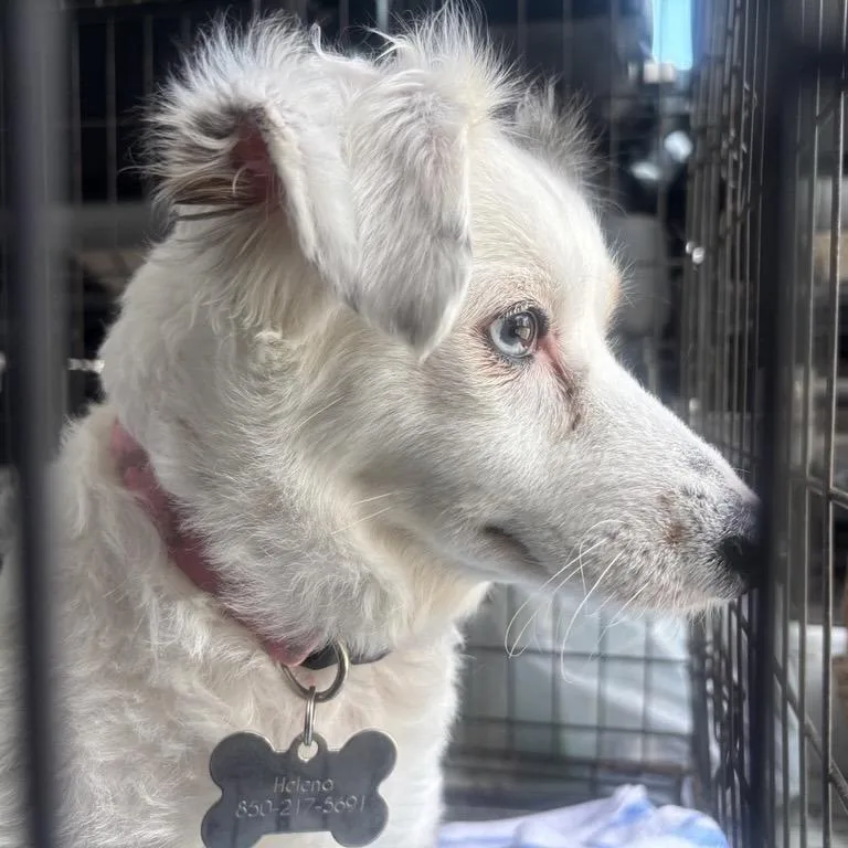 An adult medium-sized female Mixed Breed dog named Helena for adoption in Freeport, FL