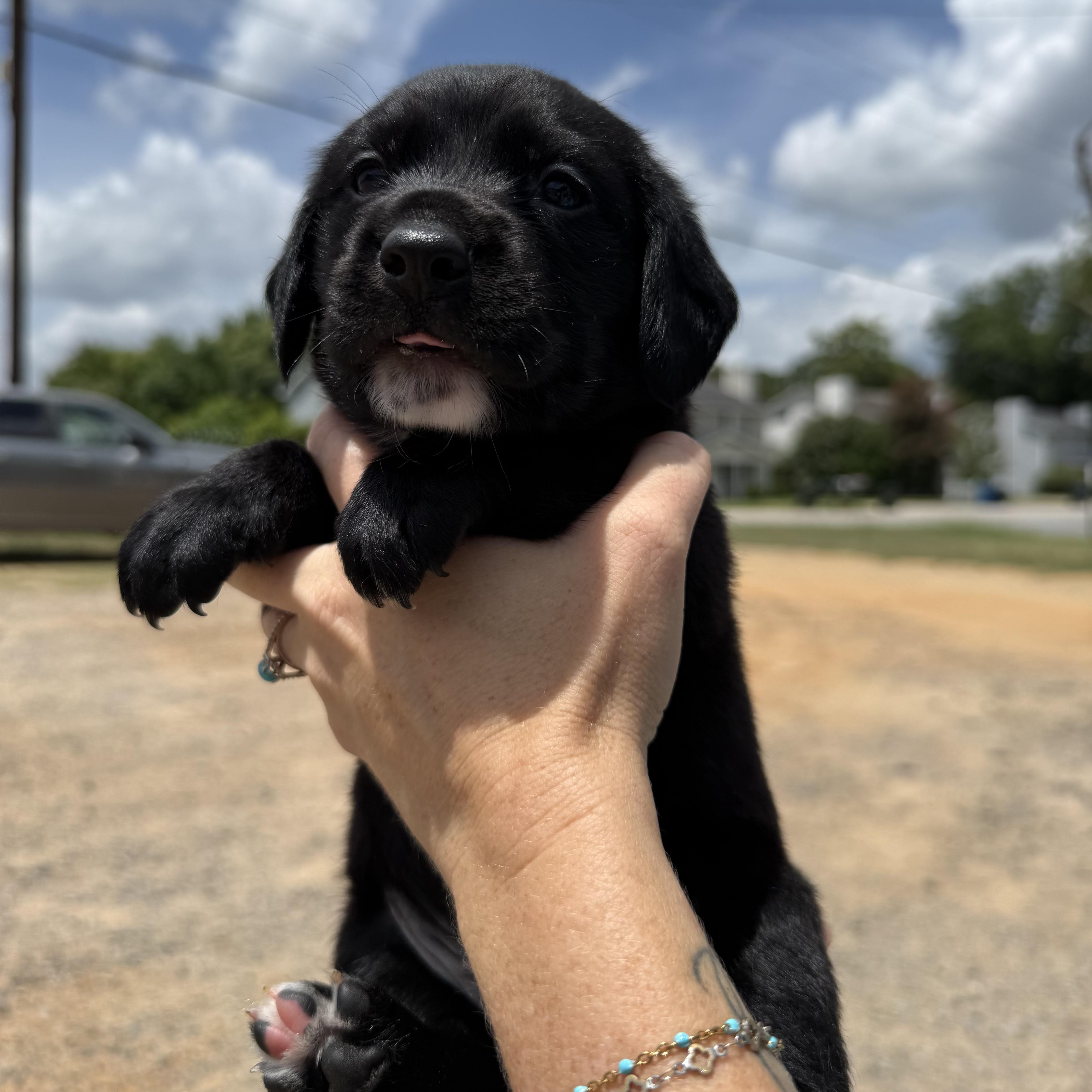 A baby medium-sized male Black Beagle dog named Frankenstein for adoption in Columbia, SC