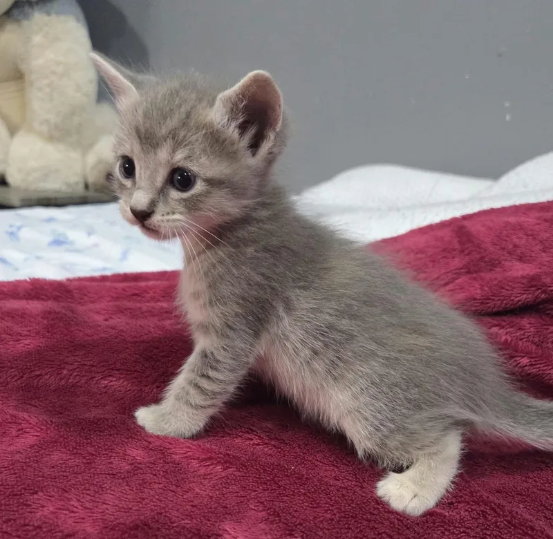 A baby medium-sized female Tabby (Gray / Blue / Silver) Domestic Medium Hair cat named Lottie for adoption in Gregory, TX