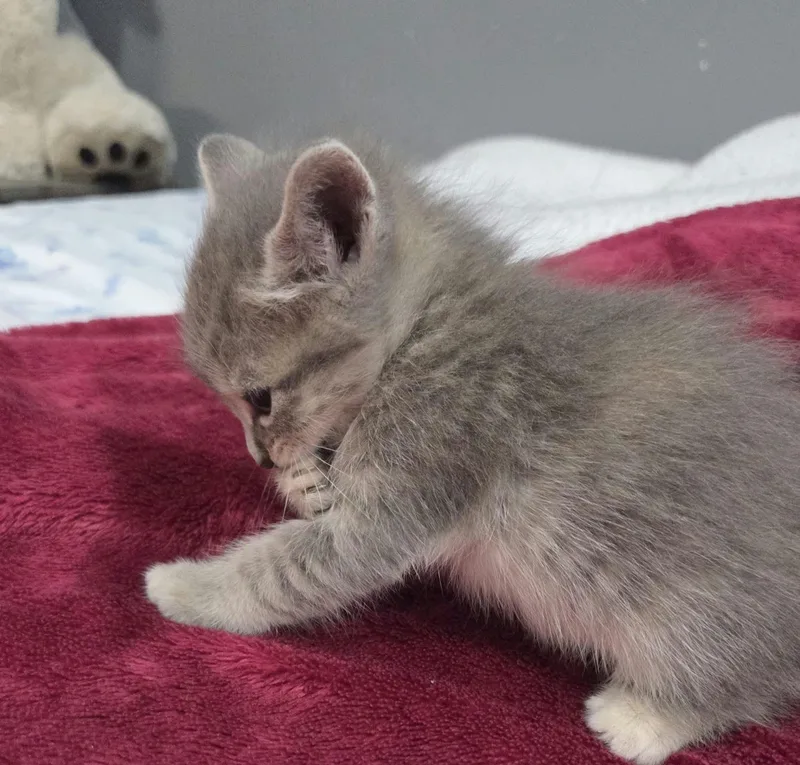 Lottie thumbnail 4