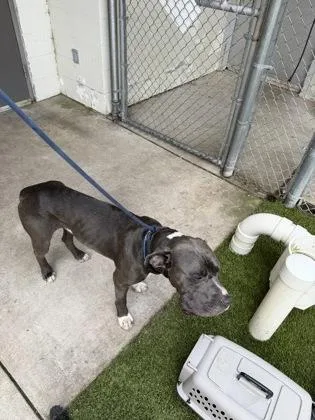 An adult extra large-sized male Pit Bull Terrier dog named Cain for adoption in Gainesville, FL
