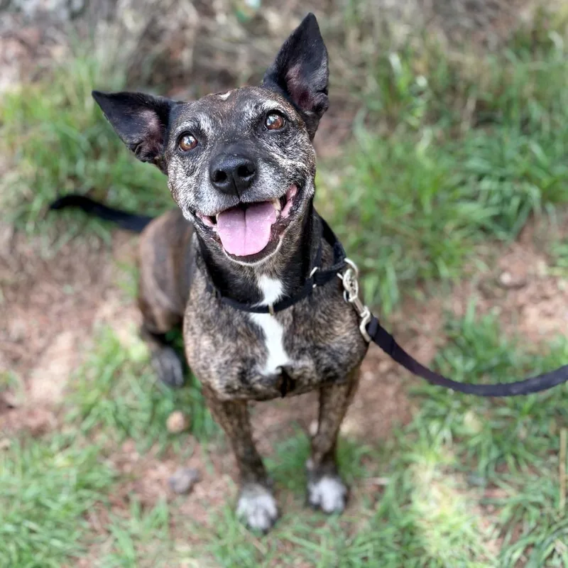 An adult medium-sized female Mixed Breed dog named Margie for adoption in Glenwood Springs, CO