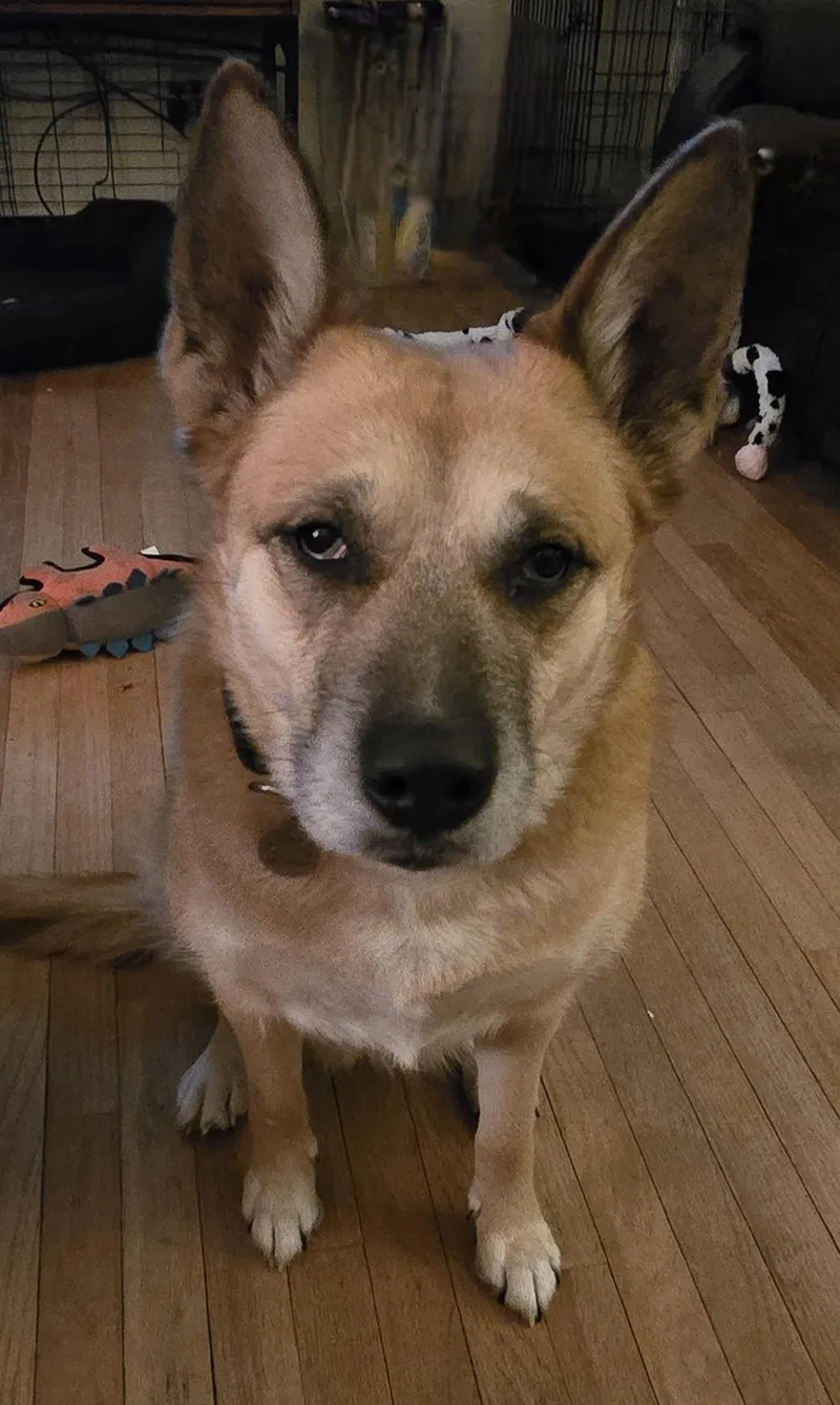 Scarlett thumbnail 3