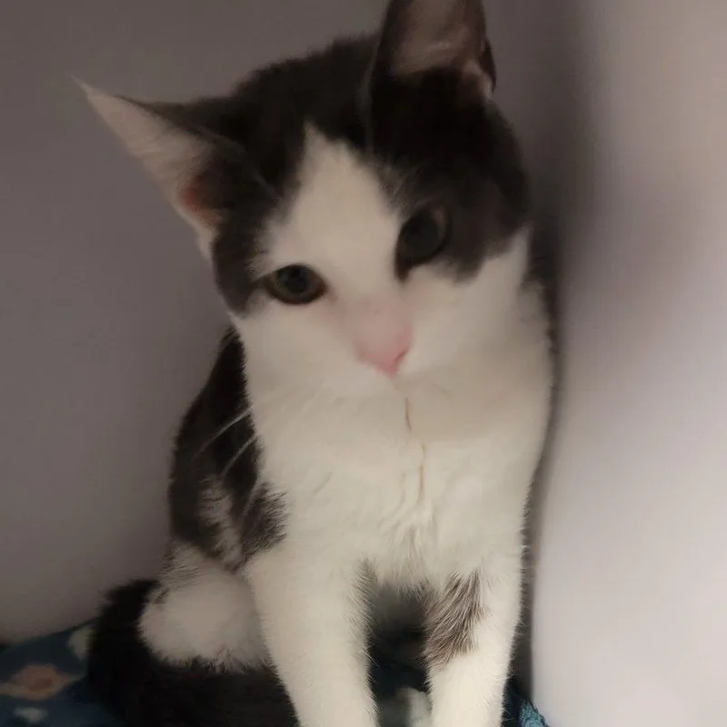 A young medium-sized female Gray / Blue / Silver Domestic Short Hair cat named Shortie for adoption in Newark, DE